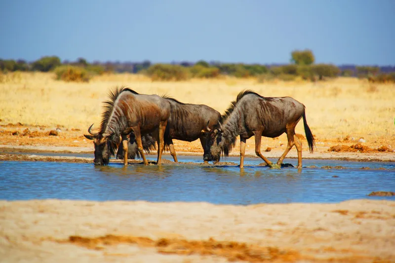 14-Day Mount Meru, Northern Safari & Zanzibar Beach - Tanzania safari gallery image